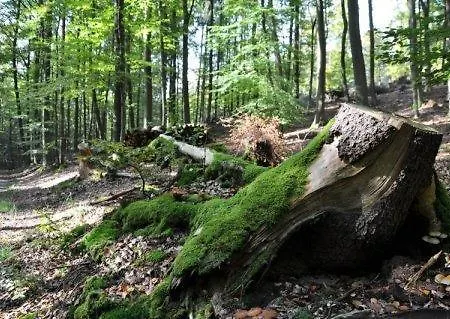 Zu Jeddelohs Ξενοδοχείο